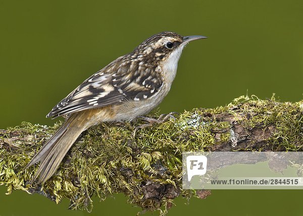 Brown Creeper (Certhia Americana) auf Barsch in Victoria  Vancouver Island  British Columbia  Kanada