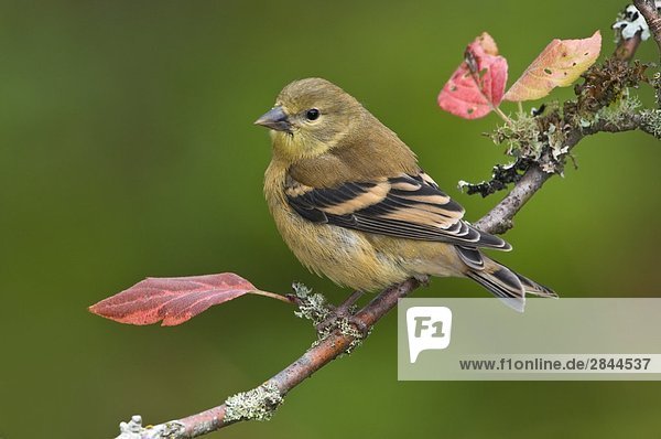 Winter Plumage auf Goldzeisig (Carduelis Tristis) auf Barsch  Victoria  Vancouver Island  British Columbia  Kanada