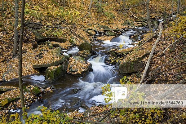 Grindstone Creek im Herbst  Niagara-Schichtstufe  Bruce Trail  Hamilton  Ontario  Kanada