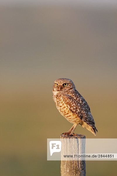 Eine wilde adult Burrowing Owl auf eine Fencepost in der kanadischen Prärie in der Nähe der Alberta / Grenze Saskatchewan  Kanada