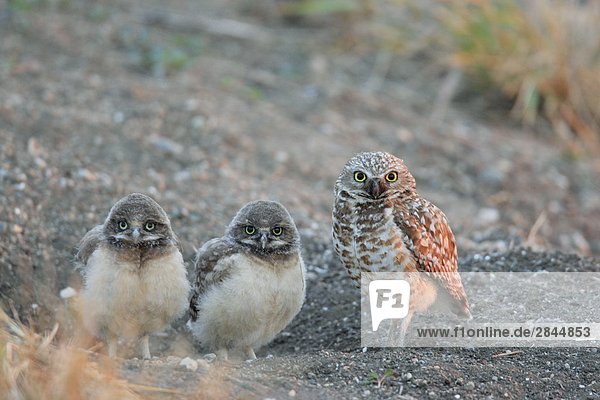 Zwei Burrowing Owl Küken auf ein Nest-Loch mit ihrer Mutter Standing Guard neben ihnen  Saskatchewan  Kanada