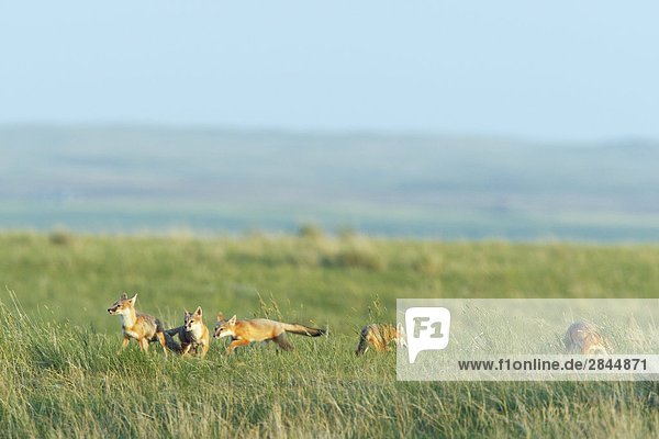 Familie von Swift fox Pups auf den Prärien von Saskatchewan  Kanada