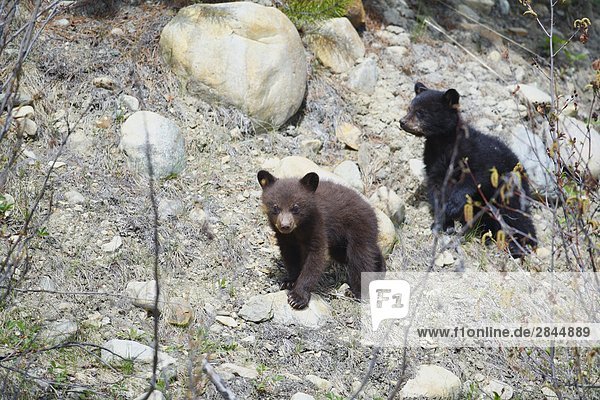 Zwei junge schwarze Bären  West-Kanada