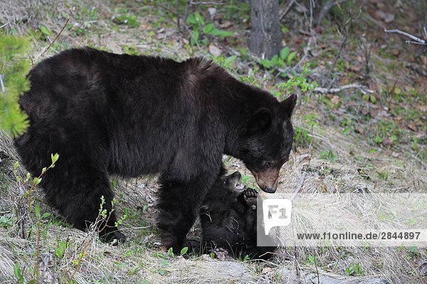 Mutter Zimt Schwarzbär (Ursus Americanus Cinnamomum) mit ihrem Cub  West-Kanada