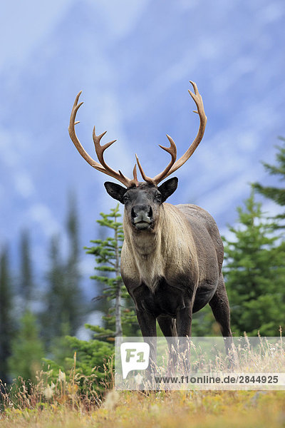 Woodland Caribou Bull in den Rocky Mountains  West-Kanada
