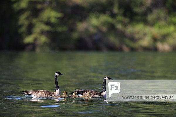 Eine Familie von Kanadagänse auf ein Feuchtgebiet Teich  British Columbia  Kanada