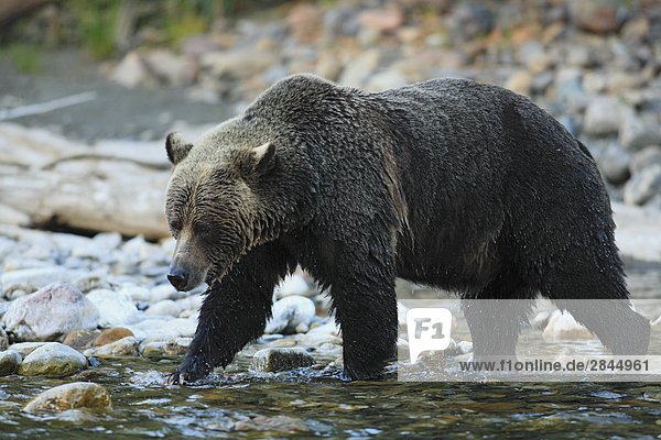Grizzlybär (Ursus Arctos Horribilis) überqueren Stream  British Columbia  Kanada