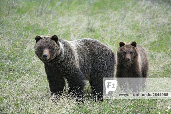 Grizzlybär (Ursus Arctos Horribilis) SOW-Etappen und Cub  West-Kanada