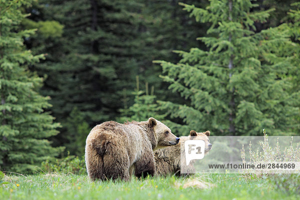 Grizzlybär (Ursus Arctos Horribilis) SOW-Etappen und Jährling Cub Fütterung auf einer subalpinen Wiese im Jasper-Nationalpark in Alberta  Kanada