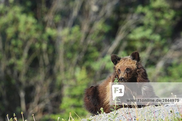 Eine junge Grizzlybär (Ursus Arctos Horribilis) Cub  Alberta  Kanada