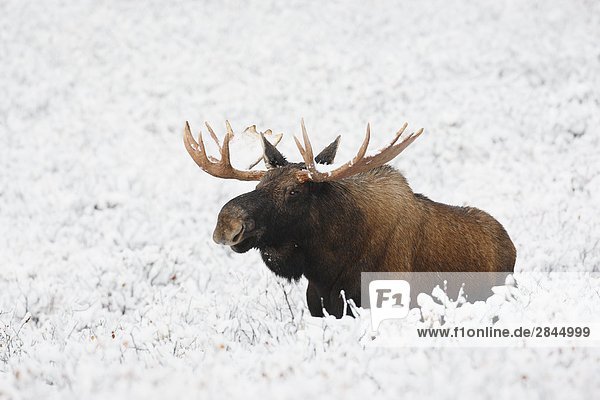 Bull Elch (Alces Alces) in Winterschnee  West-Kanada