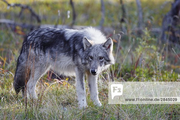 Grauwolf Canis lupus pambasileus ungestüm Welpe