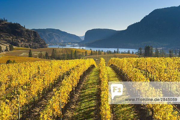 Blue Mountain Vineyard in fall  Okanagan Falls  Okanagan Valley  British Columbia  Canada