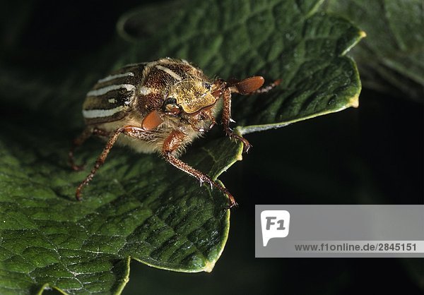 Ten-lined june beetle (Polyphylla decemlineata)  on grape leaf in vineyard near Osoyoos  British Columbia  Canada