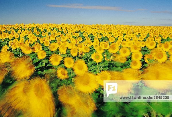 Windy sunflower (Helianthus annuus) field near Winnipeg  Manitoba  Canada