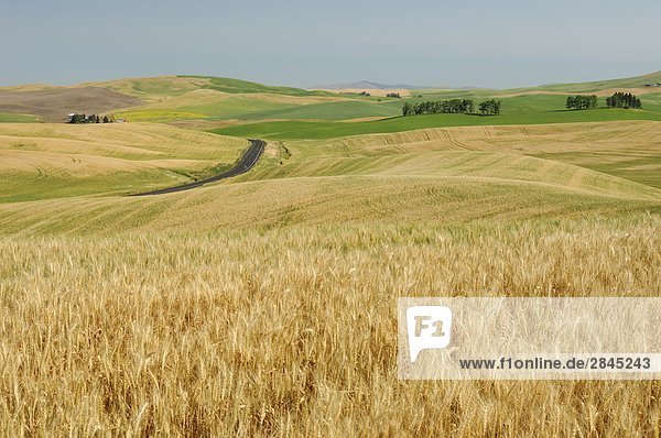 Wheat crop in the rolling farmland of The Palouse  Washington  USA