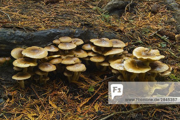 Pilze wachsen im Herbst auf Saanich-Halbinsel in der Nähe von Victoria  Vancouver Island  British Columbia  Kanada