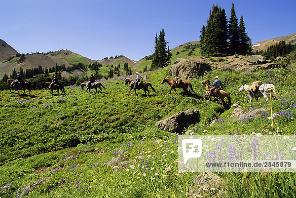 Outfitter führenden Trail Ride  South Chilcotin Range  Zinnober Becken  British Columbia  Kanada.