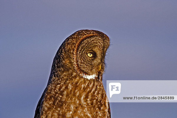 Große Grey Owl Schafe Junction Bereich British Columbia Kanada.