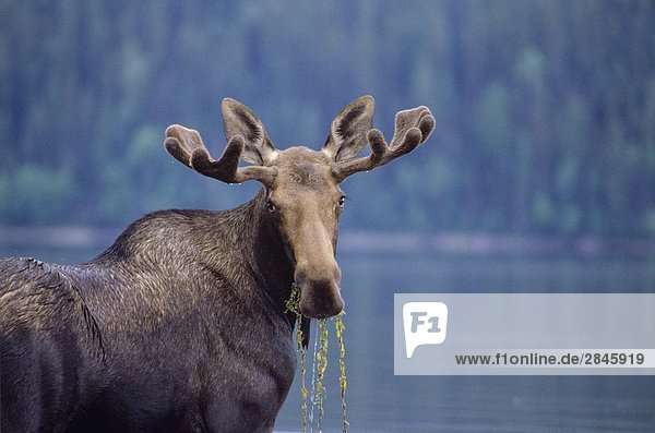 Young bull moose  Bowron Lake Provincial Park  British Columbia  Canada.