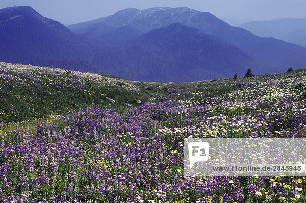 Lupin Alpenblumen Cariboo Mountains British Columbia Kanada.