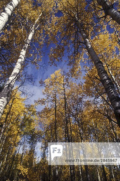 Aspen Bäume im Herbst Farbe  Cariboo Region  British Columbia  Kanada.