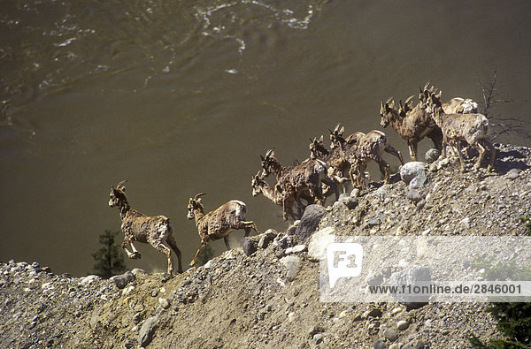 California Big Horn Schafe über den Fraser River Chilcotin Region British Columbia Kanada.