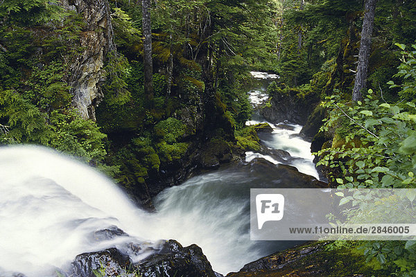 Stream durch den zentralen Küste Regenwald  British Columbia  Kanada.