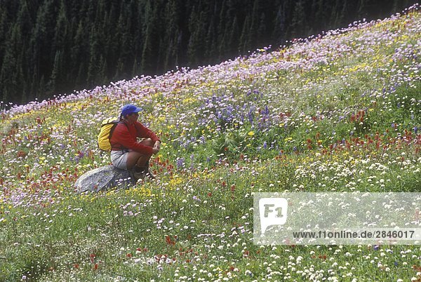 Hiking amidst alpine flowers  Sun Peaks  Shuswap region  British Columbia  Canada.