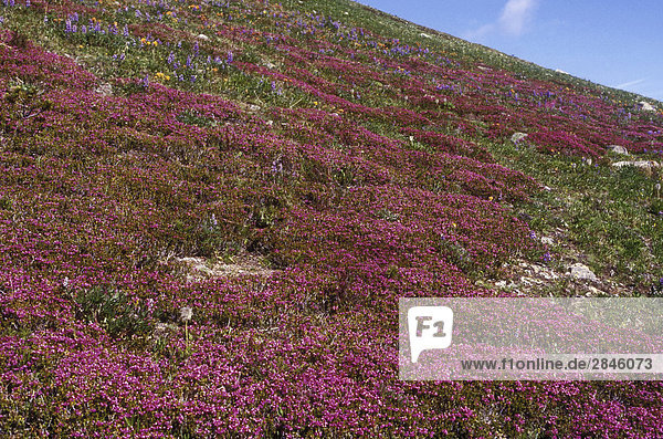 Rosa Heidekraut alpine Blumen Kartoffel Berge Chilcotin Region British Columbia Kanada.