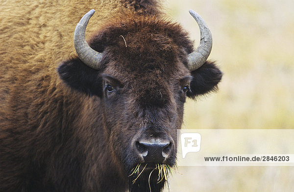 Waldbison Bison bison athabascae Kanada