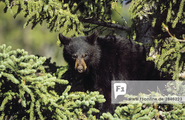Black Bear Cub in einem Baum  British Columbia  Kanada.