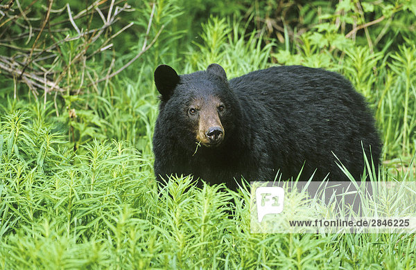 Schwarzbär  British Columbia  Kanada.