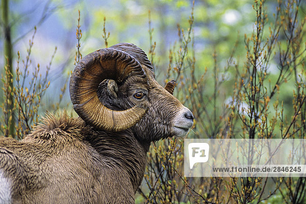 Bighorn Sheep Ram  British Columbia  Kanada.
