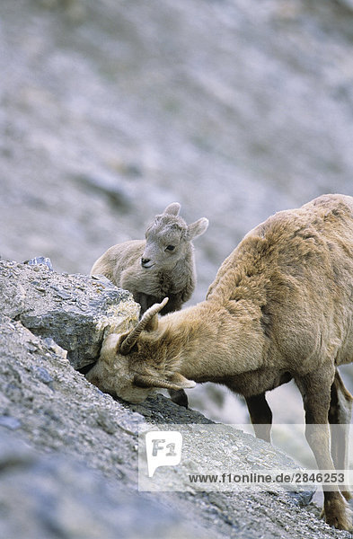 Bighorn Ewe lecken Mineralien aus einen Spalt Rock während ihre Lamm blickt auf und lernt  British Columbia  Kanada.