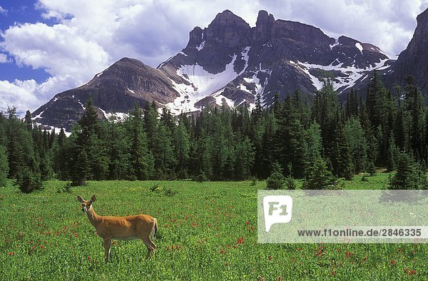 Weißer Schwanz Hirsch  Mount Assiniboine Provincial Park  British Columbia  Kanada.