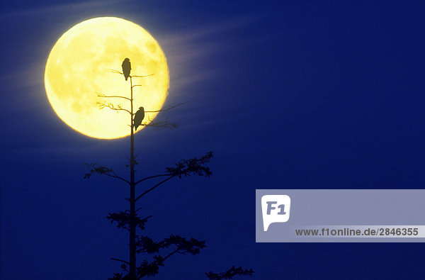 Eagles and full moon  Haida Gwaii  British Columbia  Canada.