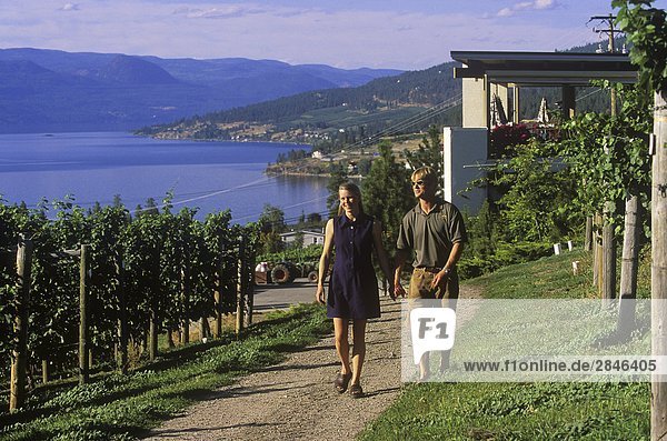 Paar zu Fuß in Weinberge an Gray Mönch Weingut  Okanagan Zentrum  British Columbia  Kanada.