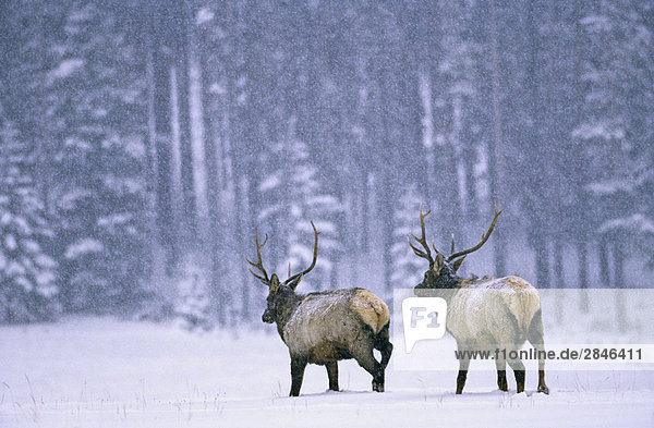 Bull Elk in einem Schneesturm  British Columbia  Kanada.