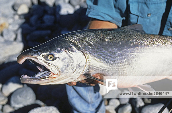 Angler holding Coho salmon  Kitlope river  British Columbia  Canada.