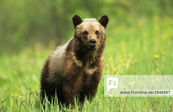 Grizzly Cub  BC Rockies  British Columbia  Kanada.