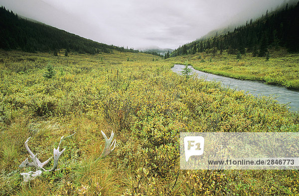 Caribou Schädels und Geweih entlang Lost Creek  Muskwa-Kechika Wildnis  Northern Rockies  British Columbia  Kanada.