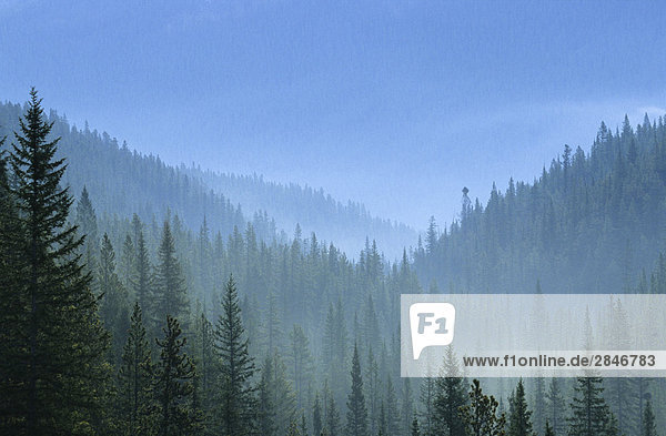 Nebelig Gesamtstruktur in Bergen in der Nähe von Yoho Nationalpark  British Columbia  Kanada.