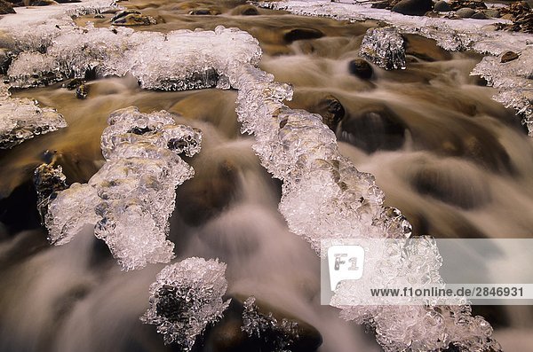 Ice formations on rocks  Canyon Creek  Bulkley Valley  British Columbia  Canada.