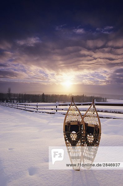 Snowshoes in stormy winter scene  Smithers  British Columbia  Canada.