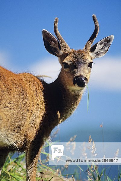Blacktail deer  (Odocoileus hemionus)  buck  South Moresby  Gwaii Haanas National Park  British Columbia  Canada.