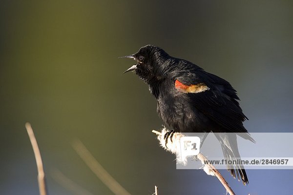 Red-winged Blackbird  Becher's Prairie  British Columbia  Canada.