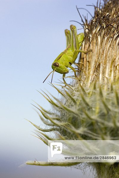 Grasshopper clinging to a grasslands plant  British Columbia  Canada.