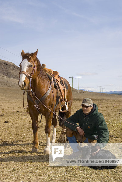 Cowboy Auschecken seine junge Kuh  British Columbia  Kanada.