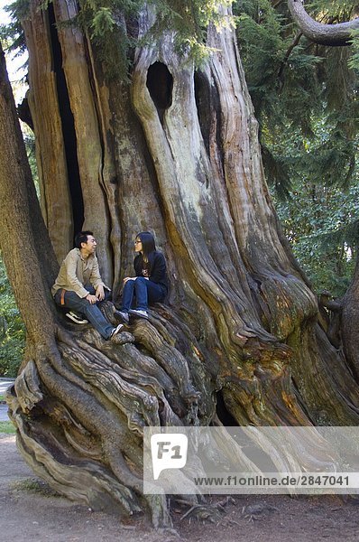 Eine asiatische paar sitzen in einem alten Wachstum Baum  Stanley Park  Vancouver  British Columbia  Kanada.
